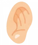 耳